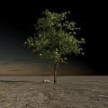 Fruit Bearing Tree Standing On Rocky Ground With Dark Sky And Single Rock