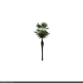 Tall Palm Tree with Slender Trunk and Feathery Green Leaves