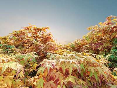 Vibrant Foliage Shrubs in Garden with Red Yellow Green Leaves and Sunlight 3d model