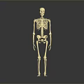 Realistic Golden Human Skeleton Anatomical Model Full Body Standing On Gray Background