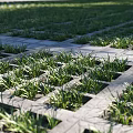 Green Eco Friendly Parking Lot With Neatly Arranged Grass Pavers And Growing Grass