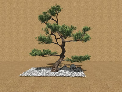 Bonsai Pine Tree Arranged With White Pebbles And Stones Against Brown Backdrop 3d model