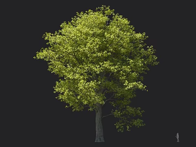 Lush Green Arbor With Dense Foliage And Straight Strong Trunk 3d model