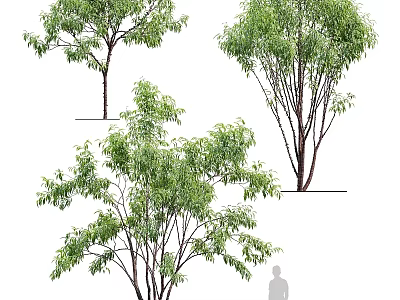 Arbor Trees With Lush Green Foliage Various Trunk Shapes And Human Figure 3d model