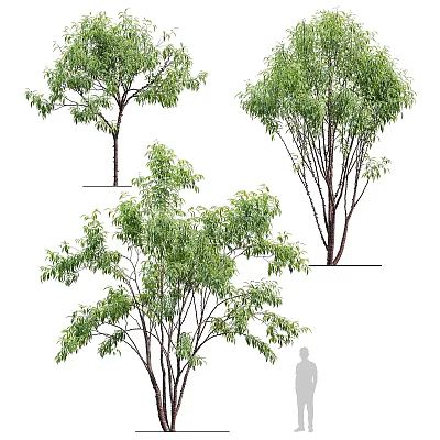 Arbor Trees With Lush Green Foliage Various Trunk Shapes And Human Figure 3d model