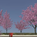 Ornamental Flowering Trees With Pink Blossoms In Various Sizes For Landscaping