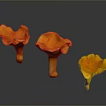 Fresh Vibrant Orange Edible Mushrooms With Gilled Caps On Dark Background