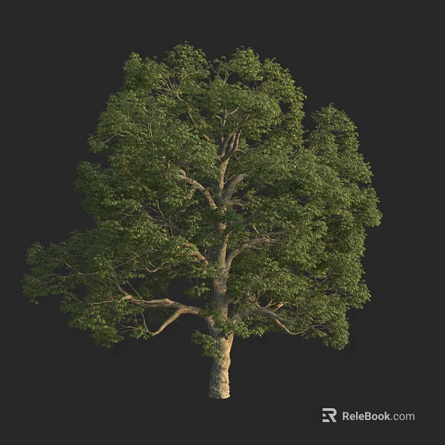 Lush Green Arbor with Dense Foliage and Sturdy Trunk Isolated on Black Background 3d model 