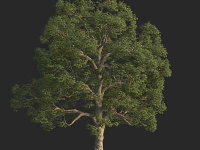 Lush Green Arbor with Dense Foliage and Sturdy Trunk Isolated on Black Background 3d model
