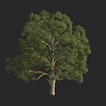 Lush Green Arbor with Dense Foliage and Sturdy Trunk Isolated on Black Background