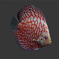 Red And White Striped Spotted Discus Fish With Vibrant Colors Round Body And Red Eyes