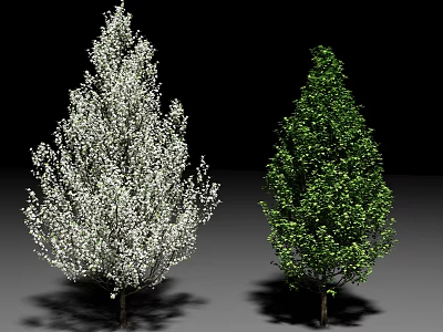 Two Beautiful Ornamental Trees One With White Blossoms And Green Foliage 3d model