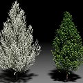 Two Beautiful Ornamental Trees One With White Blossoms And Green Foliage