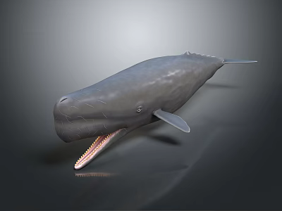 Gray Whale 3D Model With Open Mouth On Dark Reflective Surface 3d model