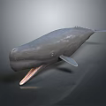 Gray Whale 3D Model With Open Mouth On Dark Reflective Surface 3d model