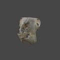 Detailed Animal Skull Skeleton With Visible Teeth And Bone Structure 3d model