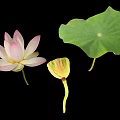 Fresh Green Lotus Leaf Pink Flower And Seed Pod Isolated On Black
