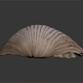 Elegant Shell Shaped Daily Life Product With Natural Texture For Home Decor
