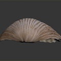 Shell Cartoon Pearl Pink Red Shell Mussel Clam Freshwater Pearl Seawater Pearl Nanyang Pearl 3d model