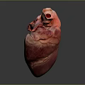 Medical Device Human Heart Model With Detailed Anatomical Structure For Education