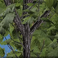 Red Maple Tree With Lush Green Leaves On Lawn Near People Street Lamp Paved Ground