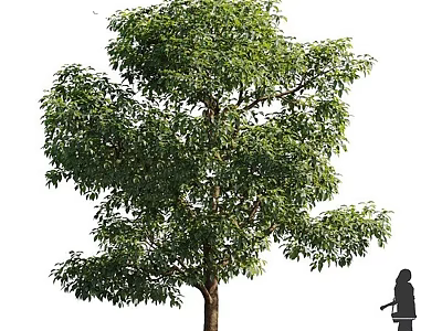 Tall Tree with Lush Green Foliage and Human Silhouette for Scale 3d model