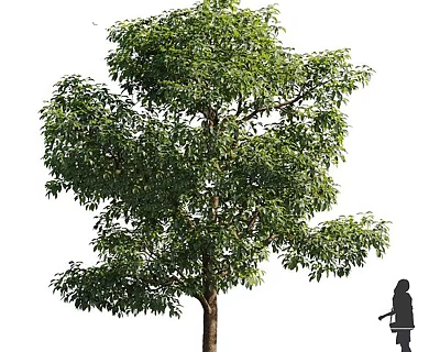 Tall Tree with Lush Green Foliage and Human Silhouette for Scale 3d model