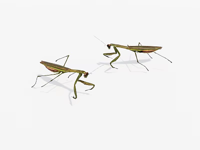 Two Green Reptile Lizards With Long Legs And Slender Bodies In Natural Stance 3d model