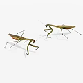 Two Green Reptile Lizards With Long Legs And Slender Bodies In Natural Stance