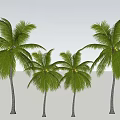 Coconut Tree Landscape Tree Tropical Landscape Tree Palm Plant 3d model