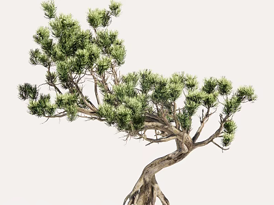 Arbor with Curved Branches Green Foliage and Exposed Roots in Natural Form 3d model