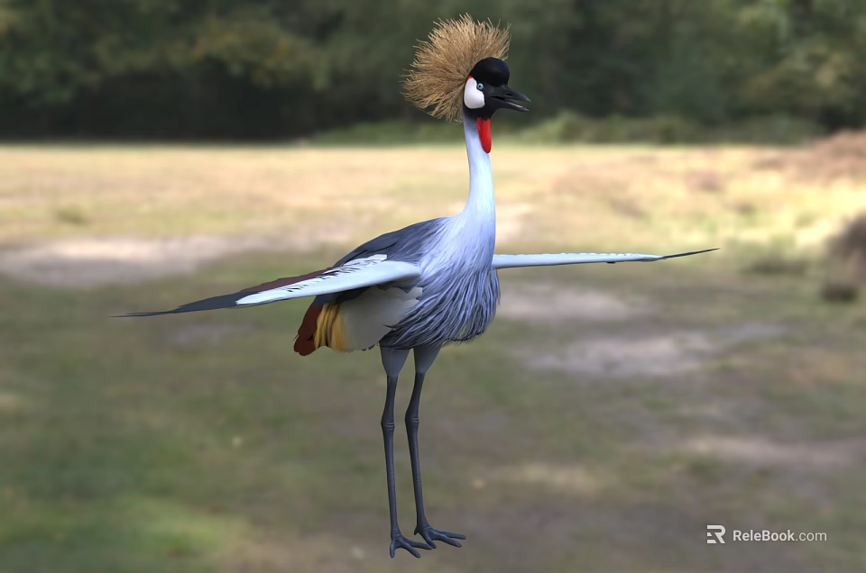 Grey Crowned Crane Standing With Spread Wings Golden Crest Red Throat Grey Plumage In Natural Habitat 3d model 