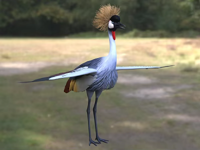 Grey Crowned Crane Standing With Spread Wings Golden Crest Red Throat Grey Plumage In Natural Habitat 3d model