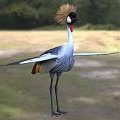 Grey Crowned Crane Standing With Spread Wings Golden Crest Red Throat Grey Plumage In Natural Habitat