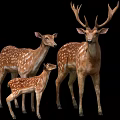 Three Spotted Deer Family Adult Buck Doe And Fawn Standing On Black Background