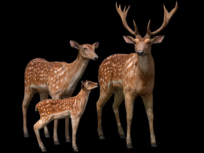 Three Spotted Deer Family Adult Buck Doe And Fawn Standing On Black Background 3d model