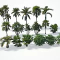 Various Types Of Trees With Different Forms Shapes And Sizes Arranged In