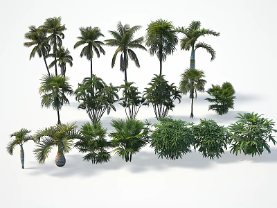 Various Types Of Trees With Different Forms Shapes And Sizes Arranged In 3d model