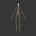 Anatomical Human Organ And Hair Structure Detailed 3D Medical Model