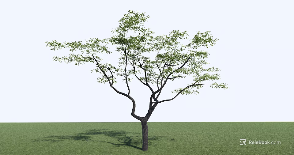 Lush Green Arbor with Thick Trunk and Leafy Branches on Grassland 3d model