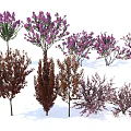 Various Ornamental Trees With Purple Flower Blooms And Brown Foliage For Garden Landscaping