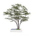 Landscape Arbor Tree 3d model