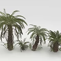 Arbor Trees With Lush Green Foliage And Various Sizes For Landscaping
