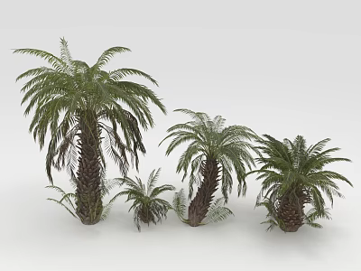 Small Palm Tree Modern Palm Tree 3d model