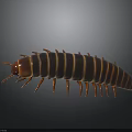 Black and Yellow Striped Millipede With Many Legs on Gray Background