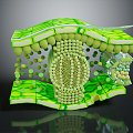 Cell structure of leaves Cell structure of leaves Plant cells 3d model