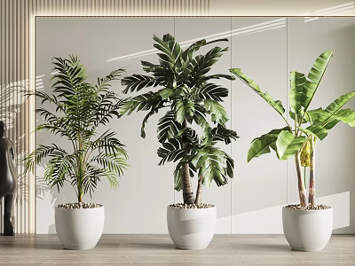 Three Lush Potted Plants in White Pots for Modern Interior Design 3d model