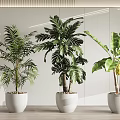 Three Lush Potted Plants in White Pots for Modern Interior Design