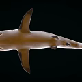 shark caribbean reef shark great white shark marine animal 3d model