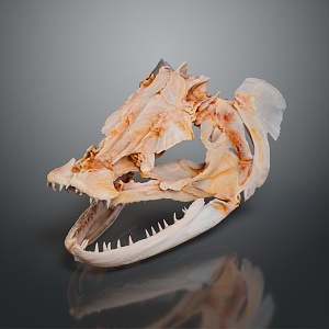 Fat Fish Head Fish Freshwater Fish Sea Fish Animal Game Animal Cartoon Animal PBR Animal 3d model